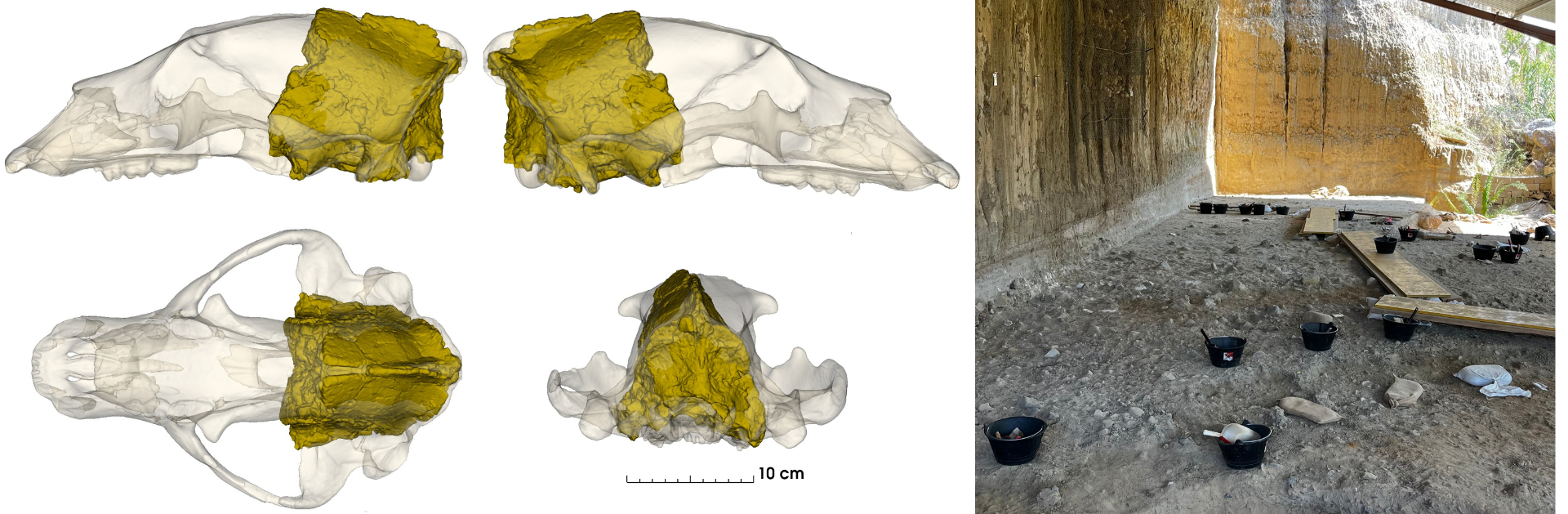 Troben restes d’Ursus deningeri d’un milió d’anys al jaciment del Barranc de la Boella (la Canonja)