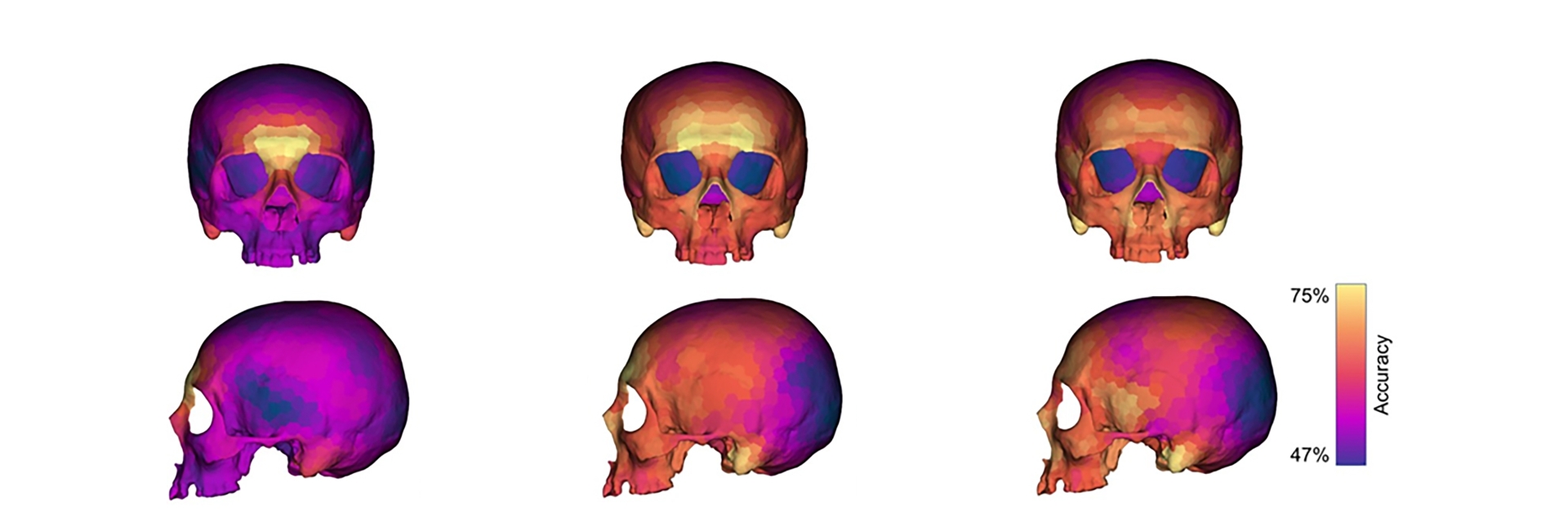 El dimorfisme sexual present al crani humà modern
