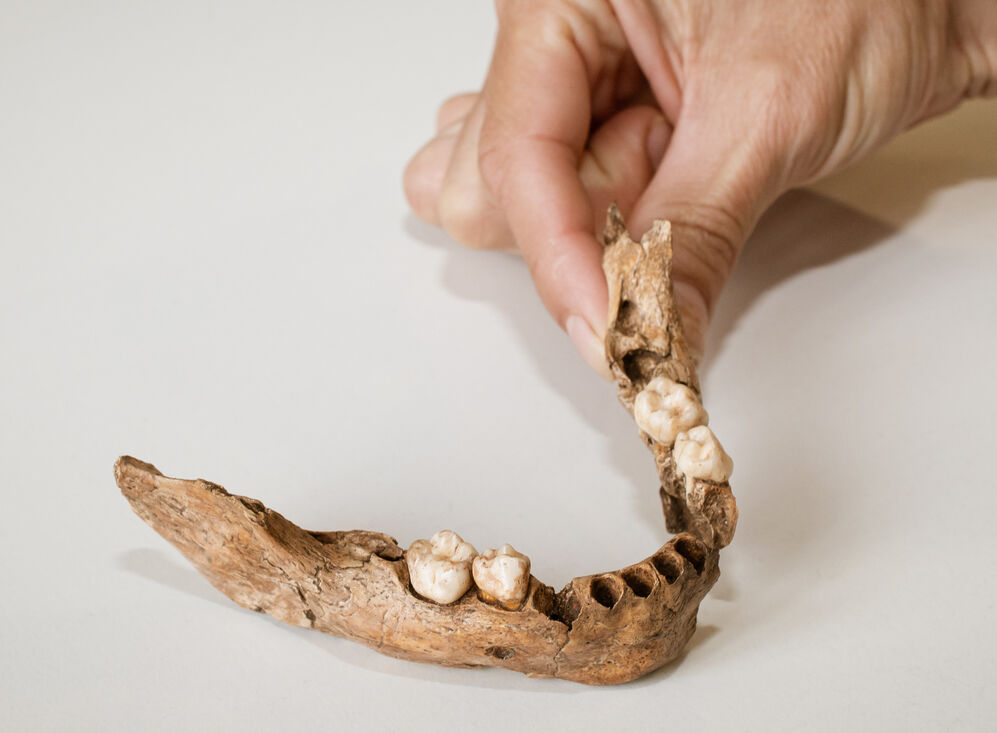 La mandíbula del Molí del Salt correspon a un individu de 3 anys. Escolta-ho al programa Evoluciona de Tarragona Ràdio i IPHES