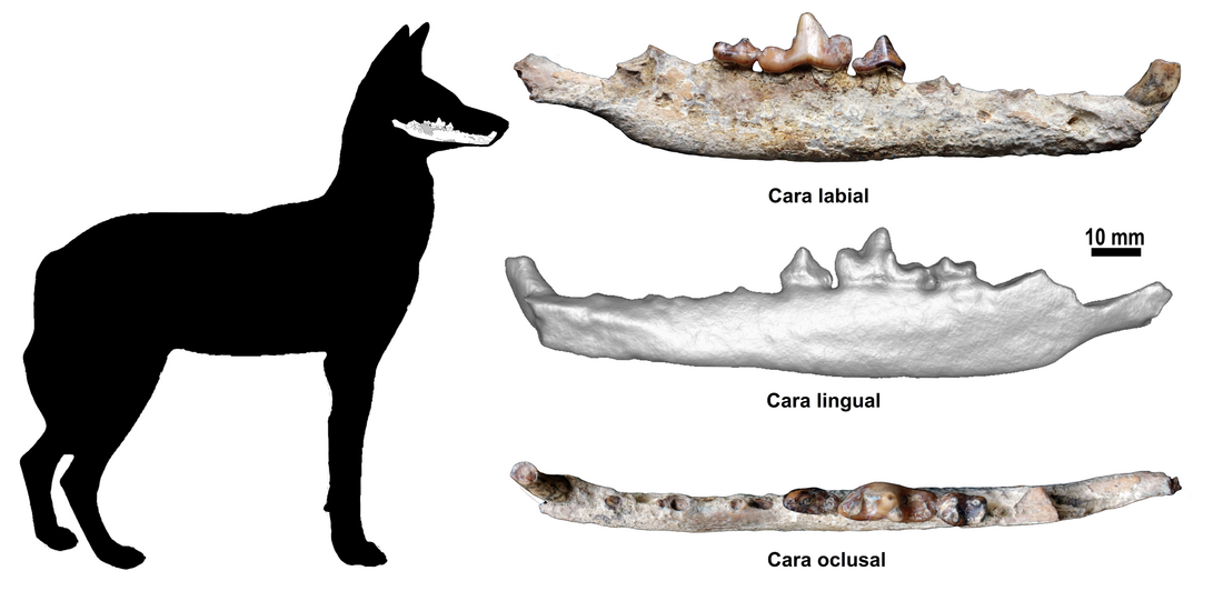 Encuentran el único fósil conocido del lobo etíope