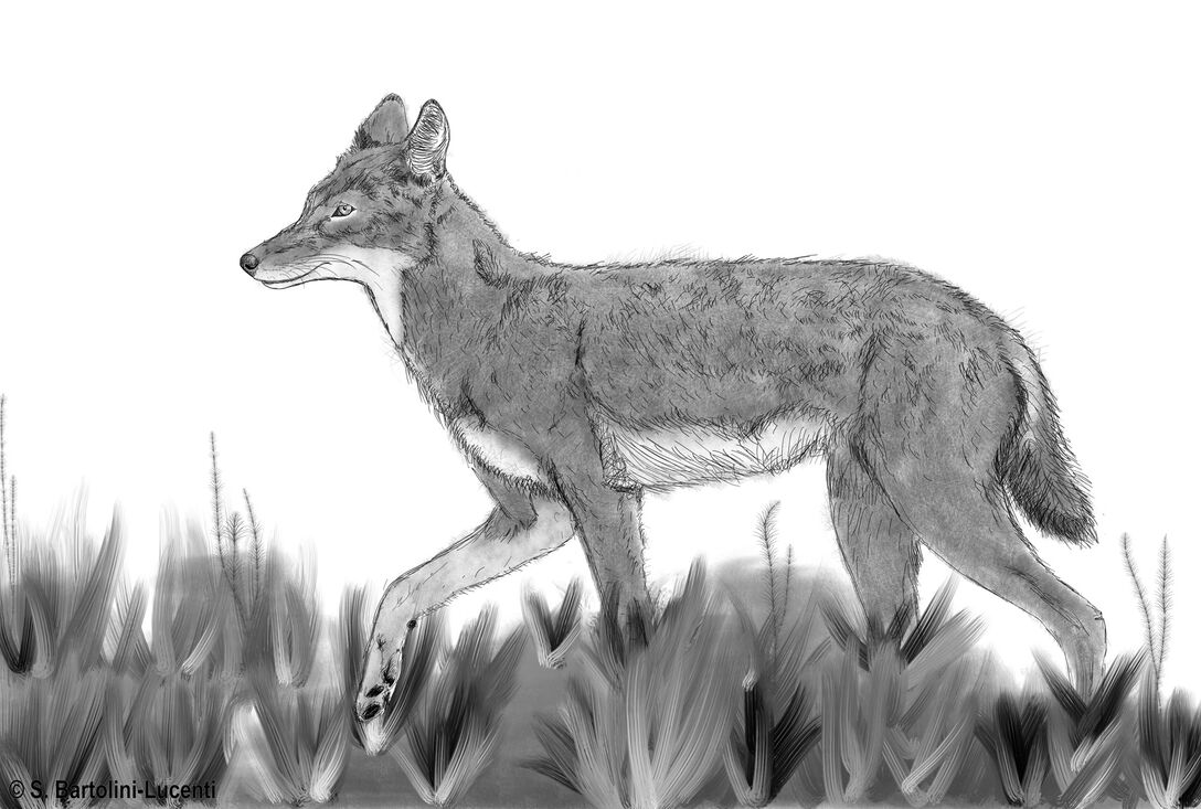 Finding of the first and unique fossil of the Ethiopian wolf
