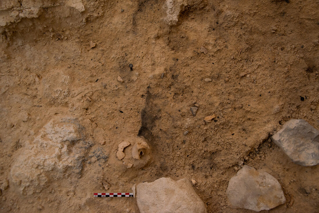 Aparece el Neandertal del Abric Romaní durante la celebración del 40 aniversario de las excavaciones