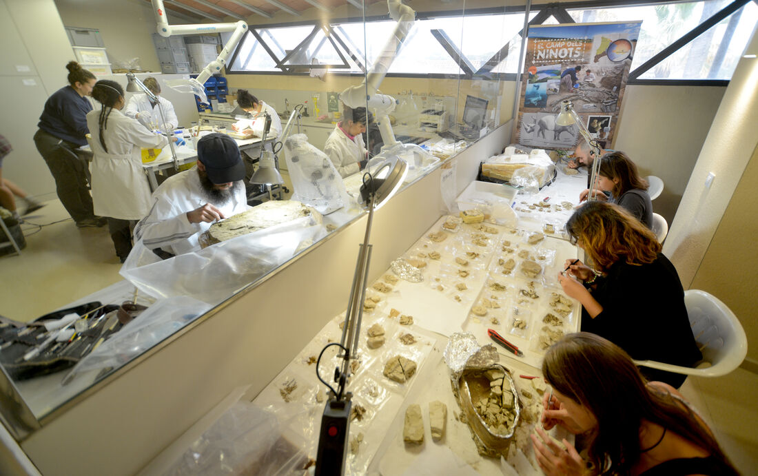 Recuperan por primera vez el esqueleto completo de un ave de 3,1 millones de años en el Camp dels Ninots