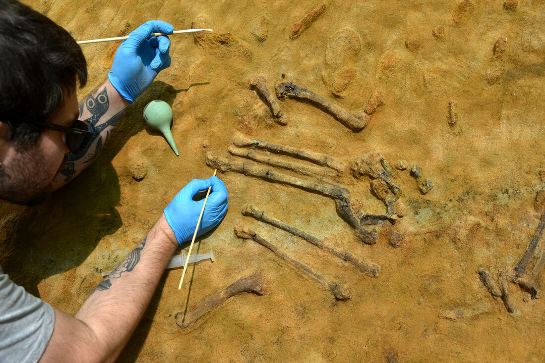 Recuperen per primera vegada l’esquelet complet d’una au de 3,1 milions d’anys al Camp dels Ninots