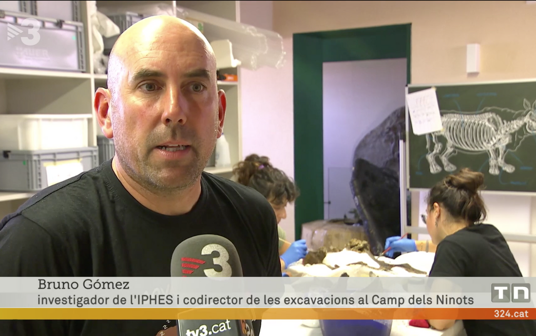 The aquatic bird skeleton from Camp dels Ninots on TV3's Telenotícies