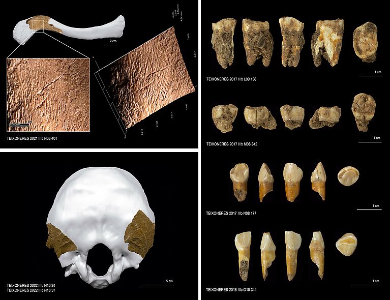 Canibalisme entre els Neandertals de les Coves del Toll de Moià
