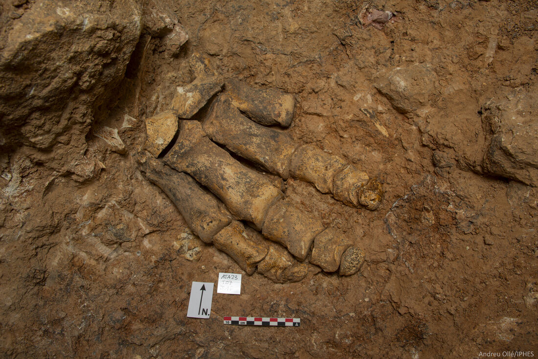 Noves restes d'Homo antecessor auguren un futur molt prometedor per als jaciments d'Atapuerca