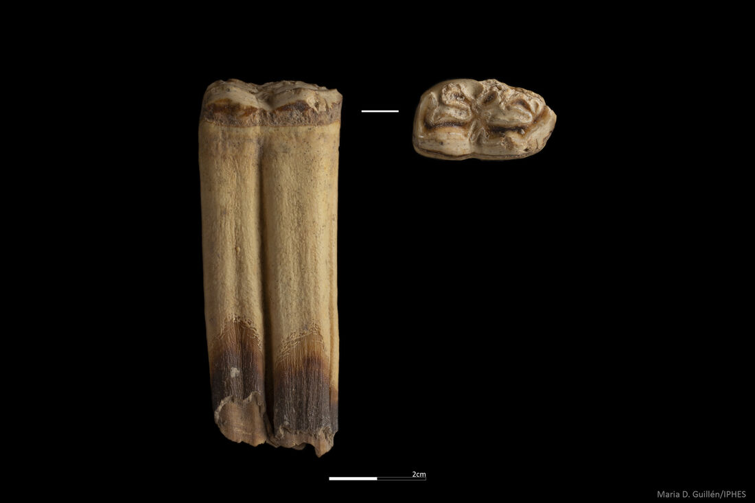 New remains of Homo antecessor portend a very promising future for the Atapuerca sites