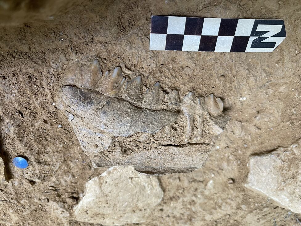 Las últimas excavaciones en Cova Eirós permiten profundizar en los modos de vida de los neandertales en las sierras orientales de Galicia