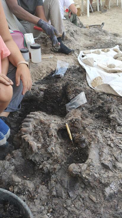 Discovered in the Baza-1 site (Granada) the remains of the last crocodile that lived in Europe 4.5 million years ago