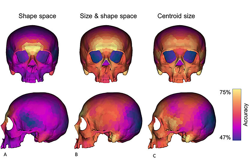 Un innovador sistema d’anàlisi permet establir el dimorfisme sexual present al crani humà modern