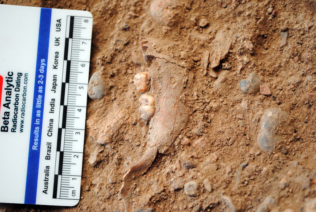 Troben restes humanes de fa 15.000 anys a Vimbodí i Poblet (Conca de Barberà)