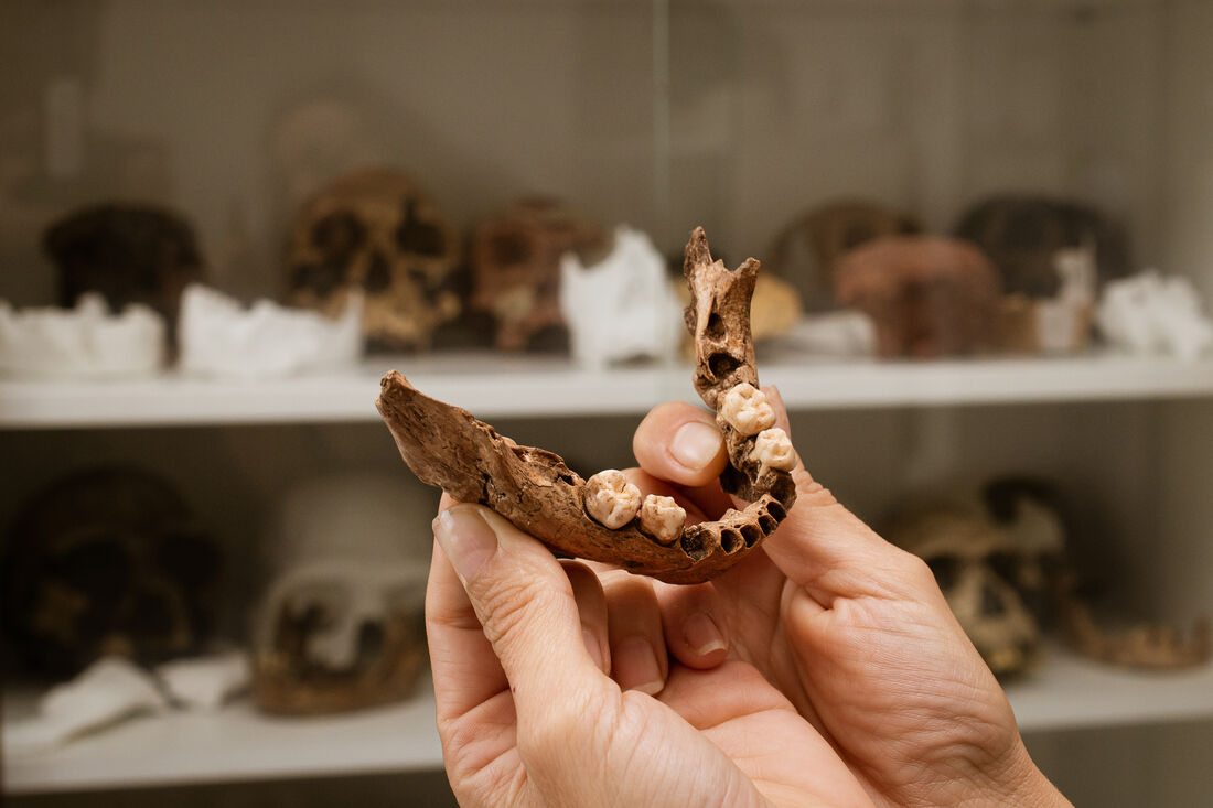 Troben restes humanes de fa 15.000 anys a Vimbodí i Poblet (Conca de Barberà)