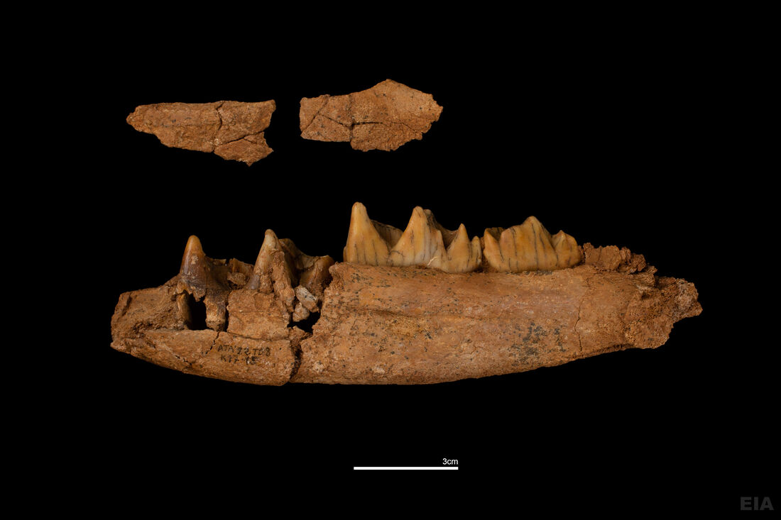 Finaliza una campaña de excavación histórica en los yacimientos de la sierra de Atapuerca