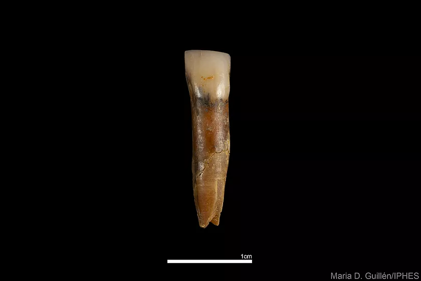 Nuevos restos de Homo antecessor abren una nueva etapa excepcional con grandes descubrimientos en los yacimientos de Atapuerca