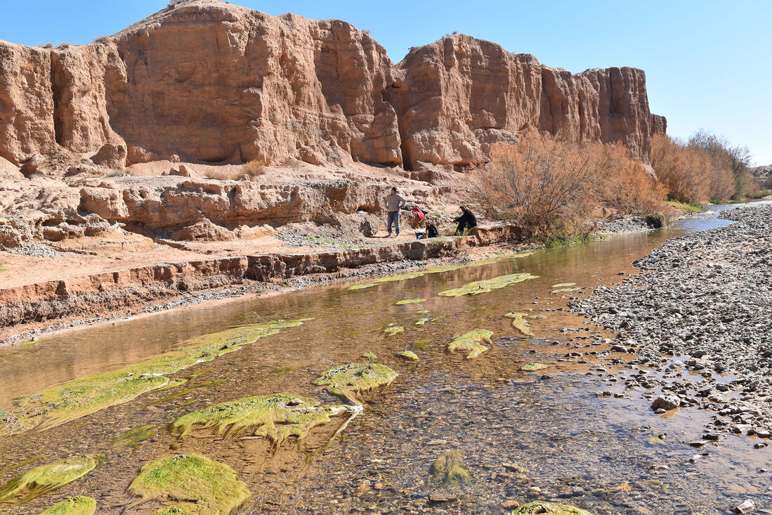 Los fósiles de un uro y un rinoceronte nos ayudan a entender cómo se produjo la desertificación del Sahara
