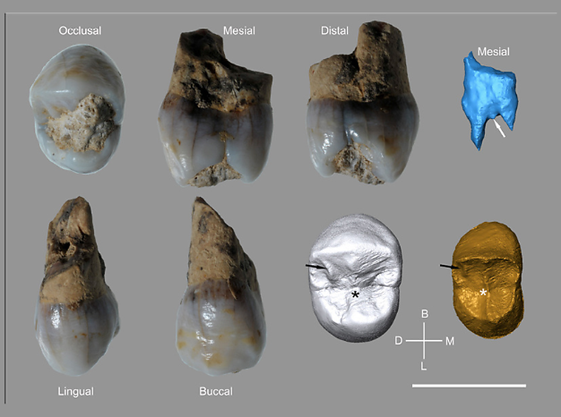 Descobreixen restes neandertals a la cova de l’Arbreda (Serinyà, Girona)