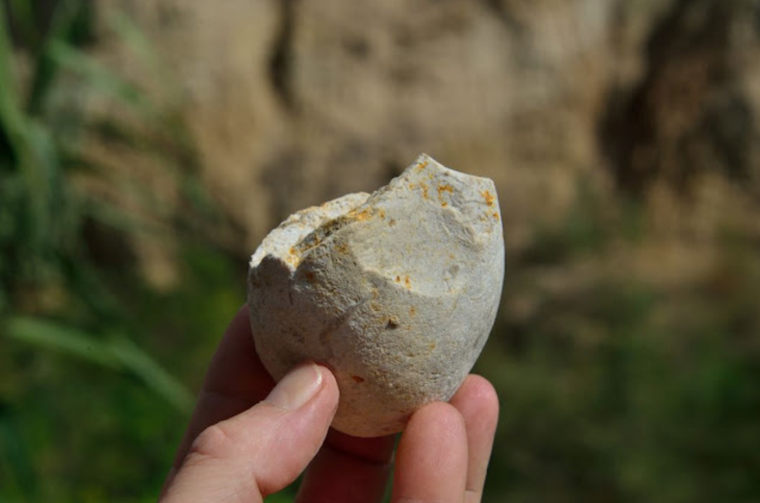 El IPHES-CERCA reanuda una nueva campaña de excavación en el yacimiento de el Barranc de la  Boella (La Canonja)