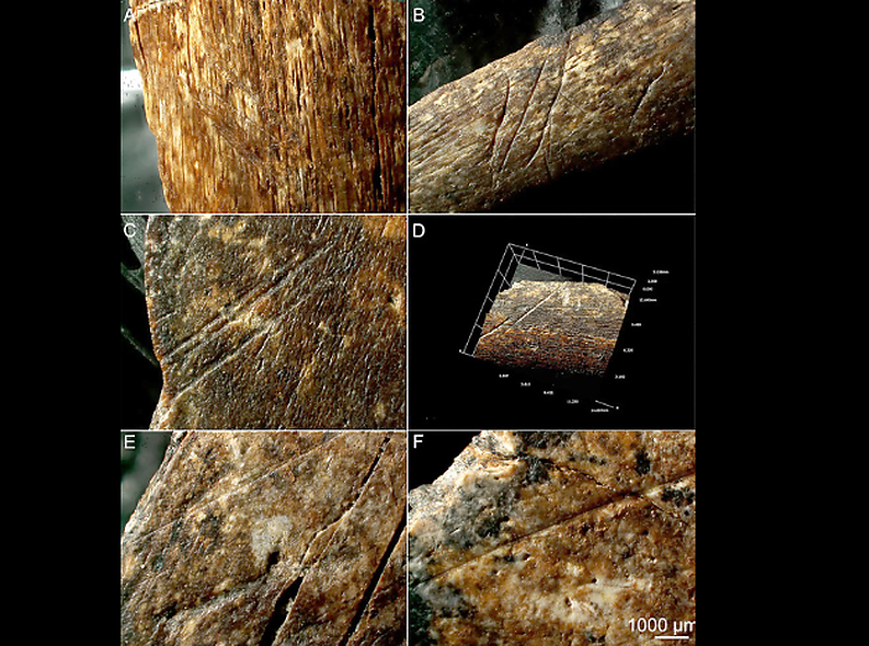 Homo erectus adaptation to steppe-desert climate 2 extremes one million years ago