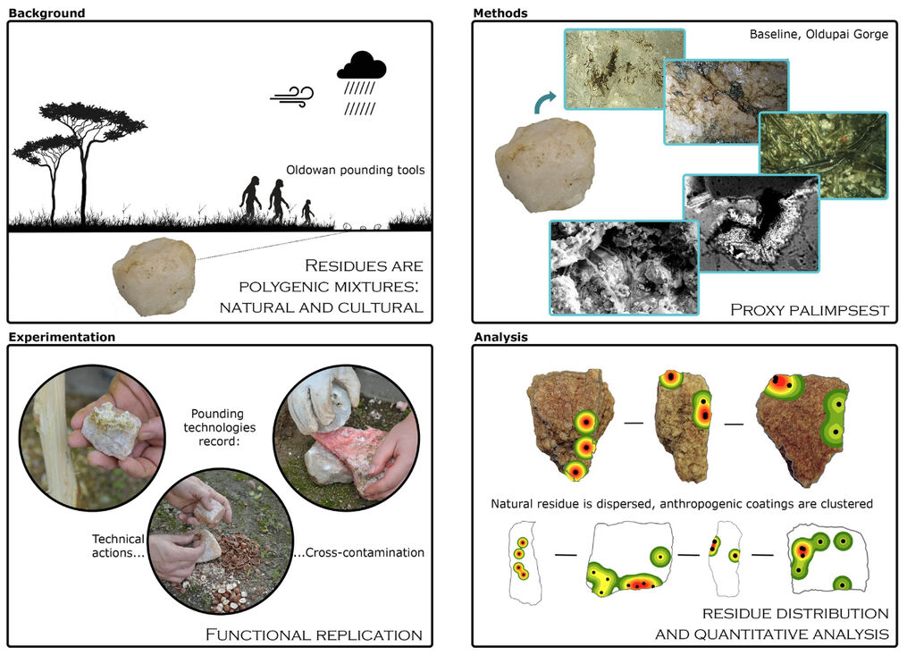 Avenços en l’estudi de residus microbotànics en els instruments lítics dels primers hominins