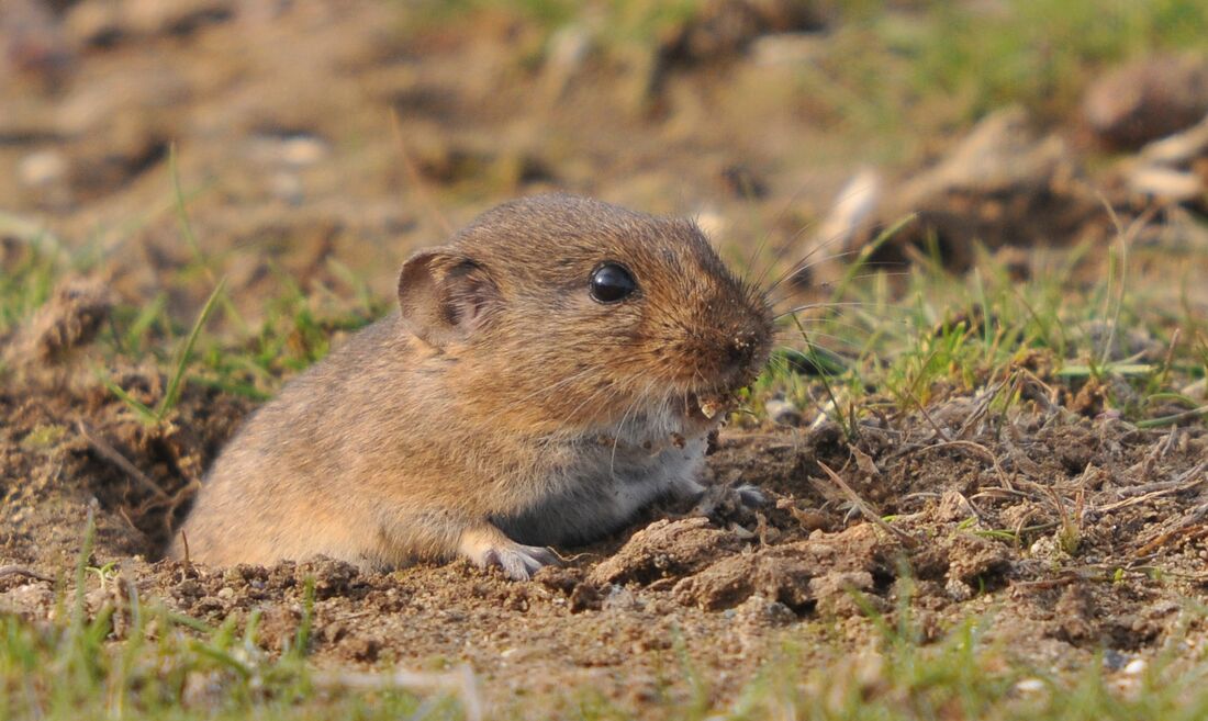 Discovered a new genus and species of rodent that accompanied the first humans of Europe
