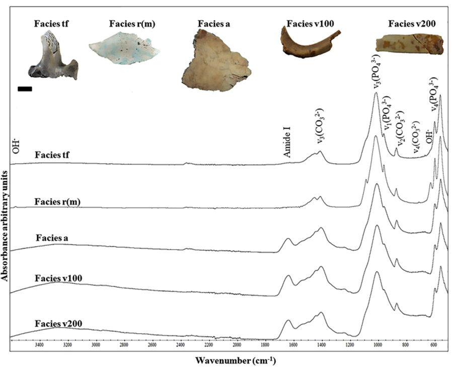 La crema de fems clau per entendre la conservació dels materials al jaciment del Mirador (Atapuerca, Burgos)