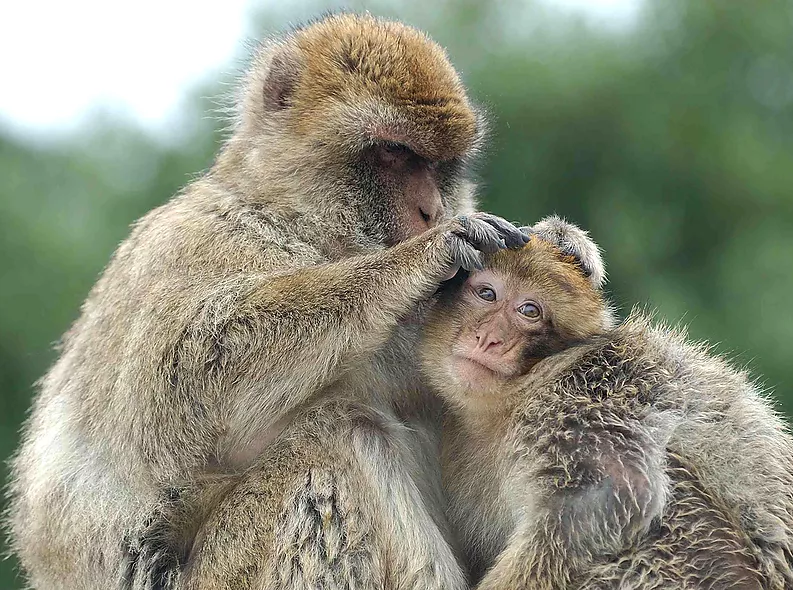 Los macacos de Gibraltar comen tierra para contrarrestar los efectos de la dieta humana