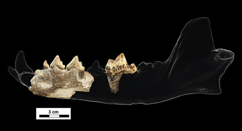 Hallan un ancestro fósil del lobo de las sabanas africanas, en Dmanisi