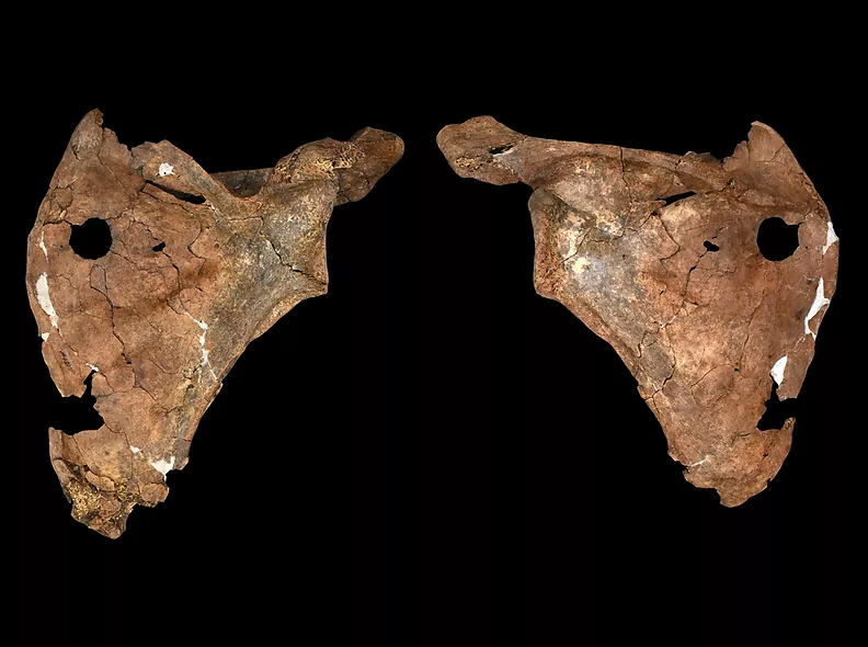 Una ferida de fa 75.000 anys podria ser la primera evidència d’un neandertal mort per una llança de fusta