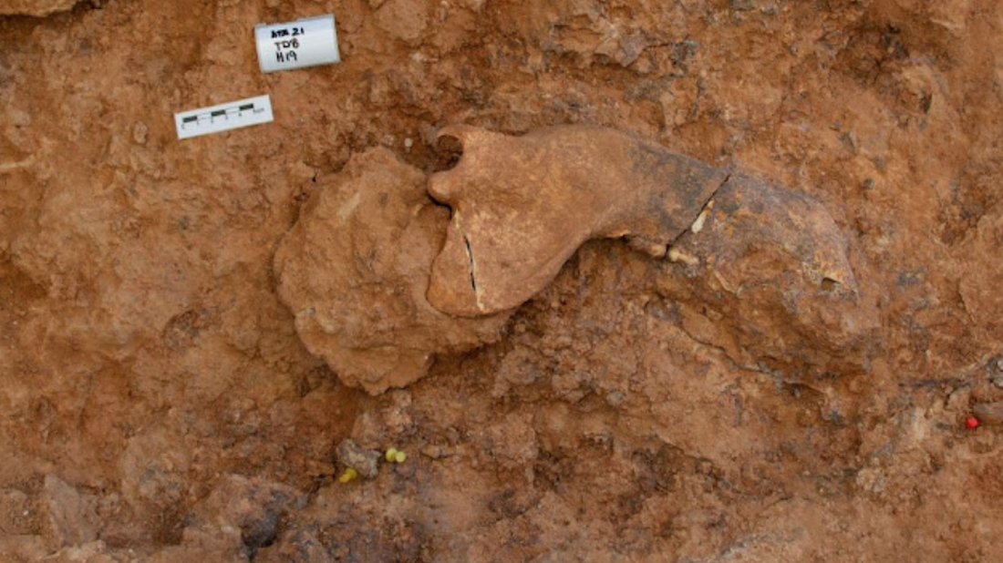 Una ascla de fa 1,4 milions d'anys avala que l'ocupació humana a Atapuerca és més antiga del que es pensava