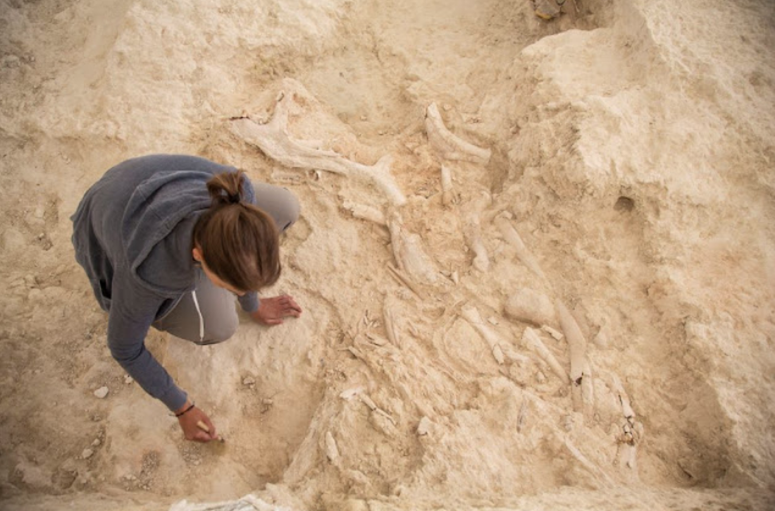 Animal remains from 1.5 million years ago at the Venta Micena site in Orce analyzed using artificial intelligence