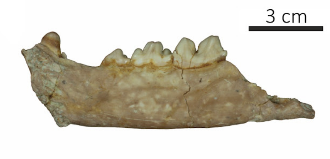 Identificat un nou tipus de petit dents de sabre al Marroc de fa 2,5 milions d'anys