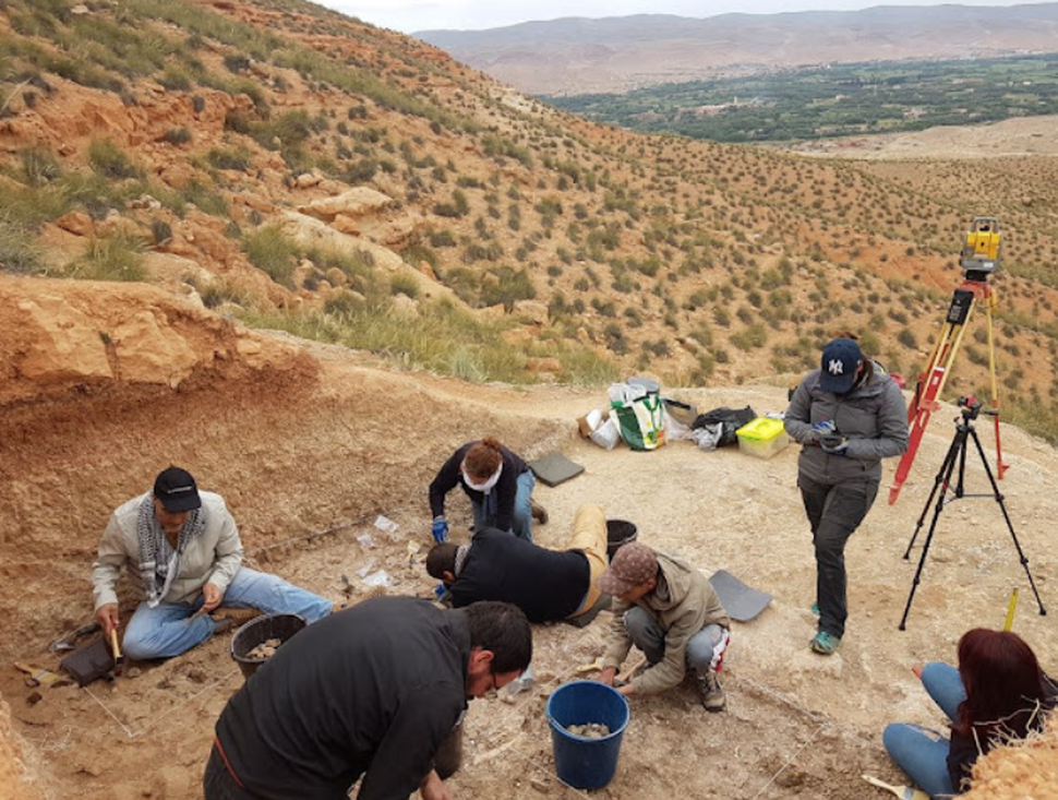 Identificat un nou tipus de petit dents de sabre al Marroc de fa 2,5 milions d'anys
