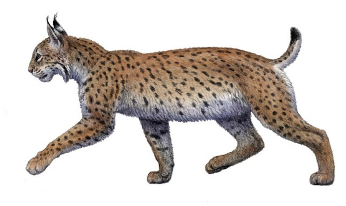 They find part of an Iberian lynx skeleton from a million years ago