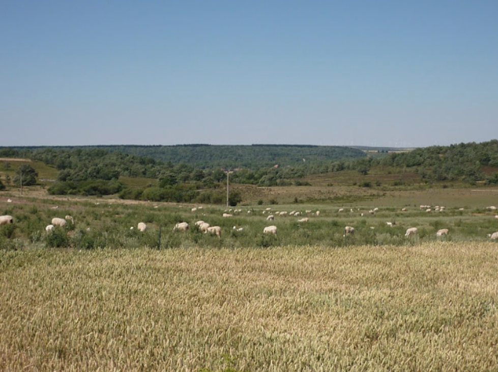 The communities of the Meseta, experts in raising sheep since their arrival on the Peninsula 8,000 years ago