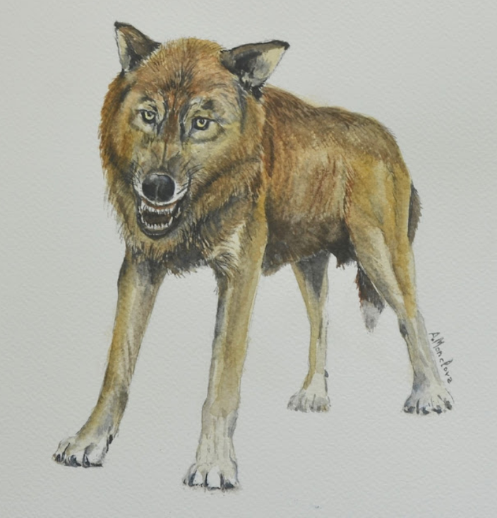 A NEW FOSSIL SPECIES OF SMALL WOLF, DATED 1.6 MILLION-YEARS-OLD, IS FOUND AT THE SITES OF ORCE, SOUTHERN SPAIN