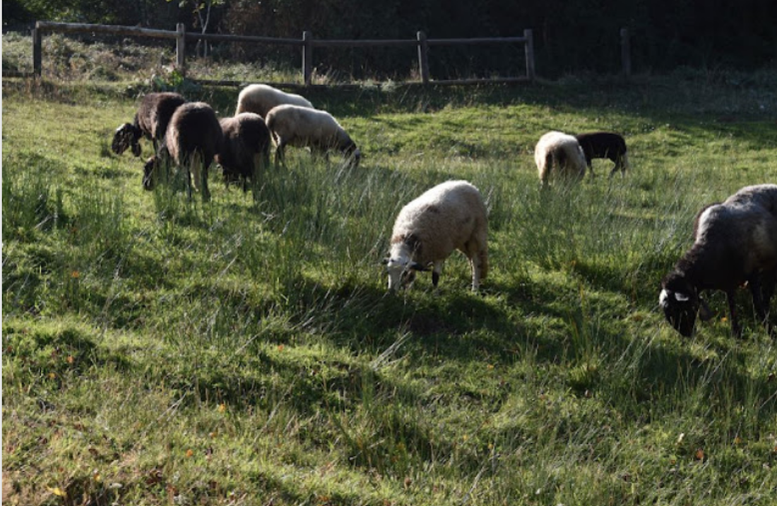 Las primeras poblaciones ganaderas del Neolítico ya modificaban el ciclo de reproducción de las ovejas