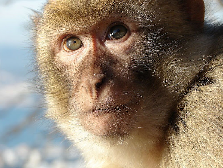 NEW MACAQUE REMAINS ABOUT 2,5 MILLION YEARS OLD TO FULFIL A GAP IN THE FOSSIL RECORD HAVE BEEN DISCOVERED