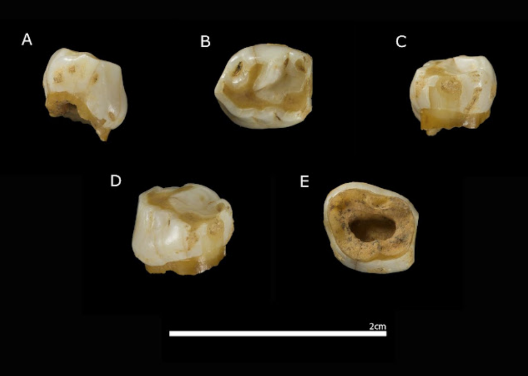 Vera, la última neandertal del norte de Burgos