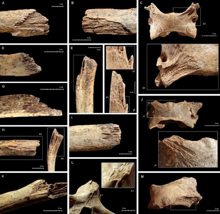 A new study demonstrates the cannibalistic habits of Paleolithic cave bears
