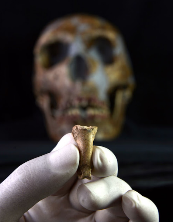 The Neanderthal necklace found in the Cova Foradada, in Calafell, at the TOP of the discoveries in human evolution of 2019