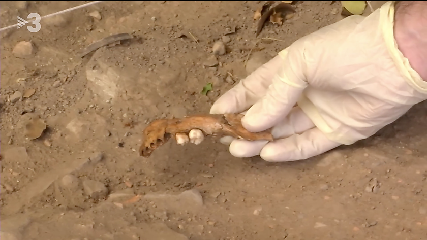 Restos humanos del Molí de Salt en el Telenotícies de TV3