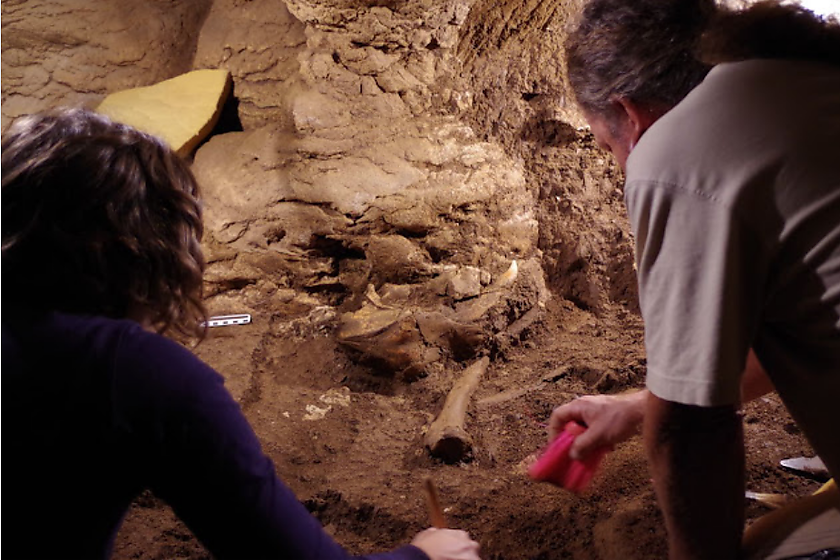 El IPHES devuelve la colección Thomas Casajuana integrada por fósiles prehistóricos localizados en la Cova del Toll, en Moià