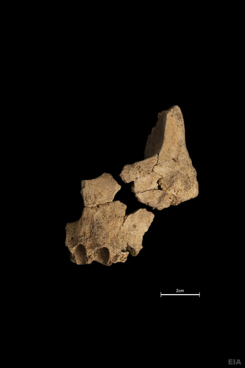 Restos de una cara parcial de un ser humano cuya antigüedad puede estar en torno a 1,4 millones de años recuperada en el nivel TE7 del yacimiento de l