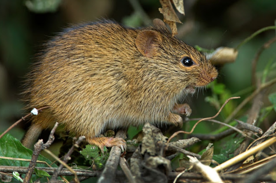 AN EXTINCT SPECIES OF LARGE RODENT NEWLY DISCOVERED IN MOROCCO