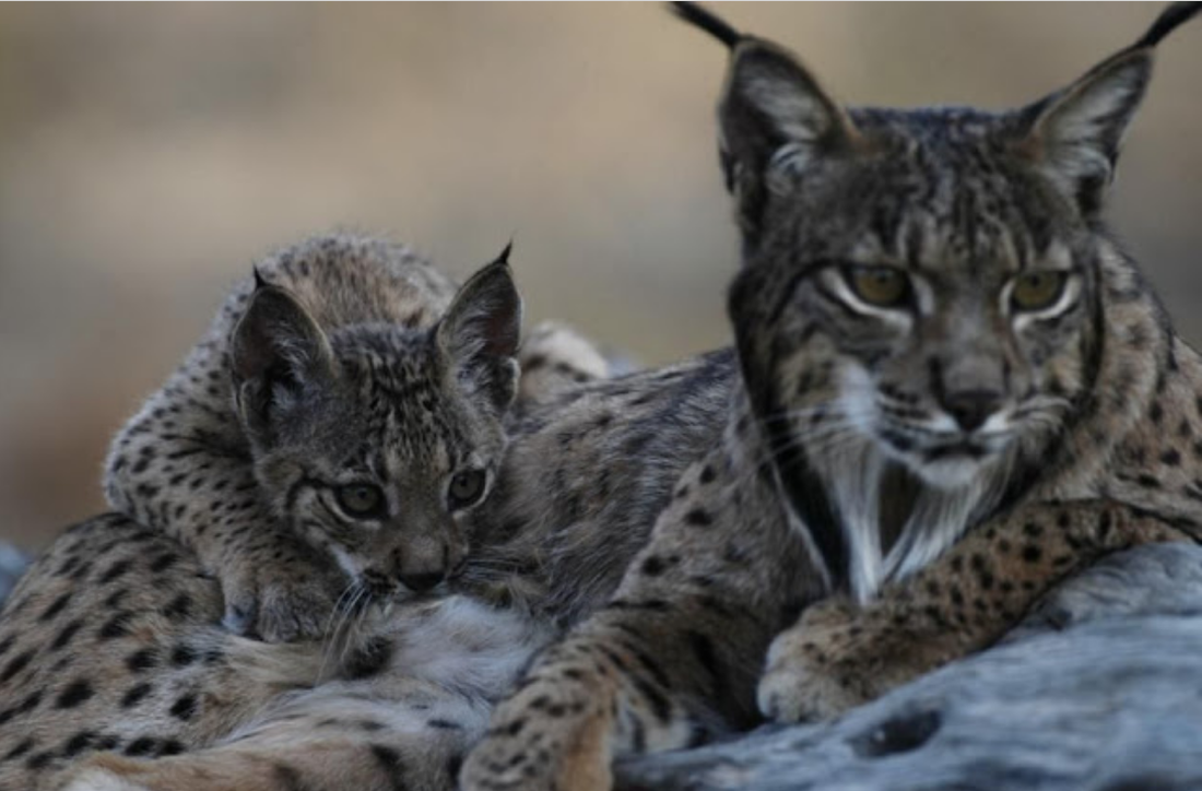 Identified for the first time the use of caves as dens by the Iberian lynx