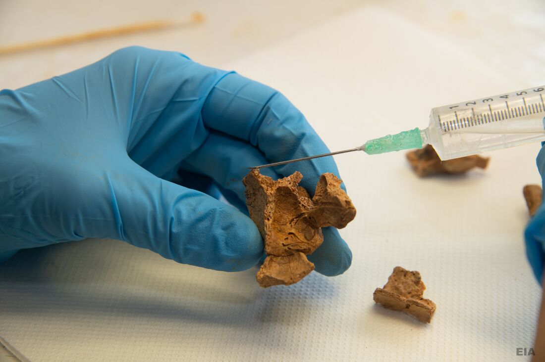 Elena Moreno, técnica del IPHES-CERCA restaurando y consolidando los restos humanos de 1,4 millones de años de la Sima del Elefante. Crédito foto: Mar
