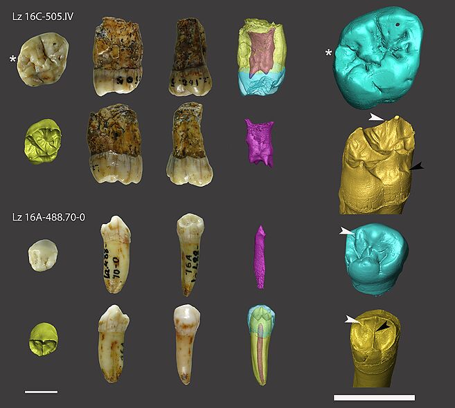Un nou estudi al jaciment de Lezetxiki (Arrasate, Guipúscoa) confirma la presència de neandertals molt més tard del que es pensava