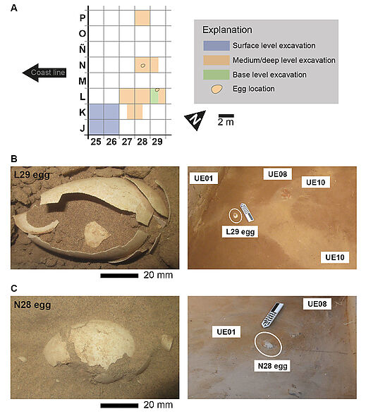 The structure of the eggs of two barn owls from the Canary Islands is described for the first time