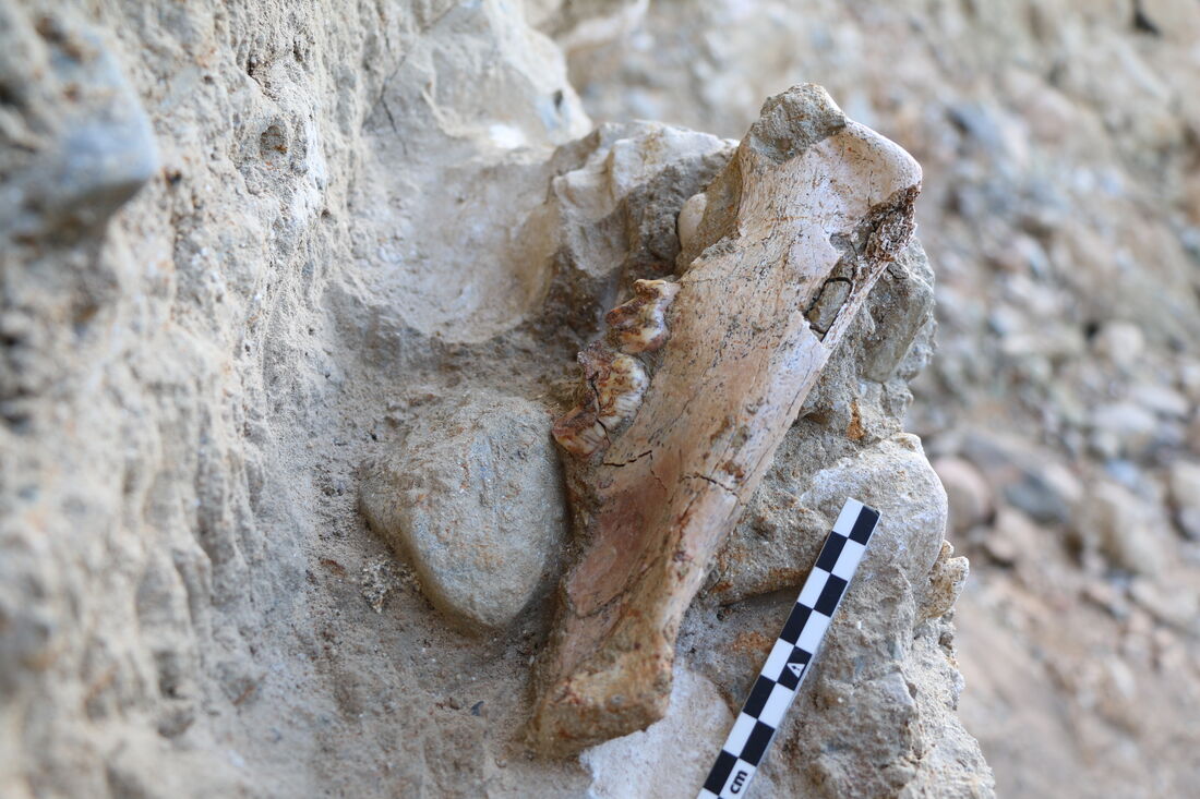 Imatge de la mandíbula de tigre de dents de sabre de fa un milió d’anys recuperat en el jaciment del Barranc de la Boella. Foto: Dario Fidalgo/MNCNM